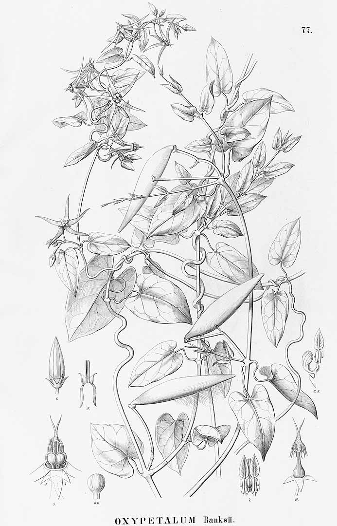 no HD illustration available (m1)