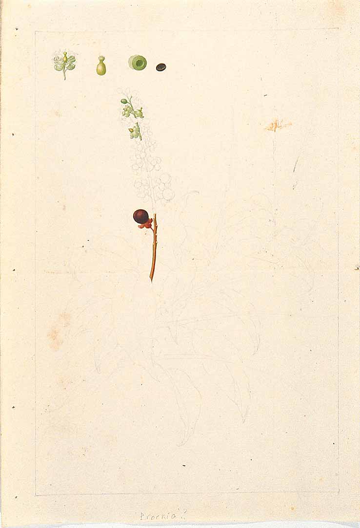 no HD illustration available (m5)