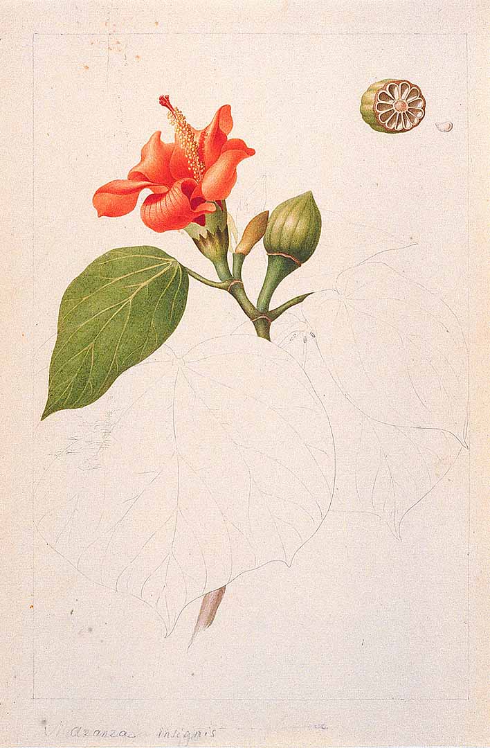 no HD illustration available (m1)