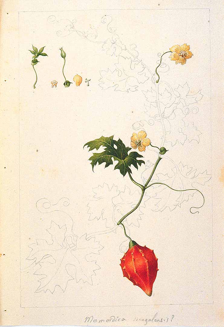no HD illustration available (m1)
