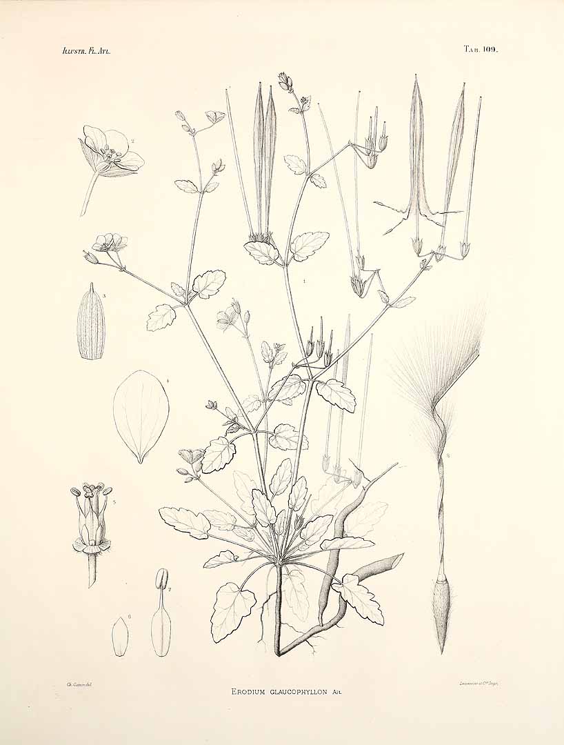 no HD illustration available (m5)
