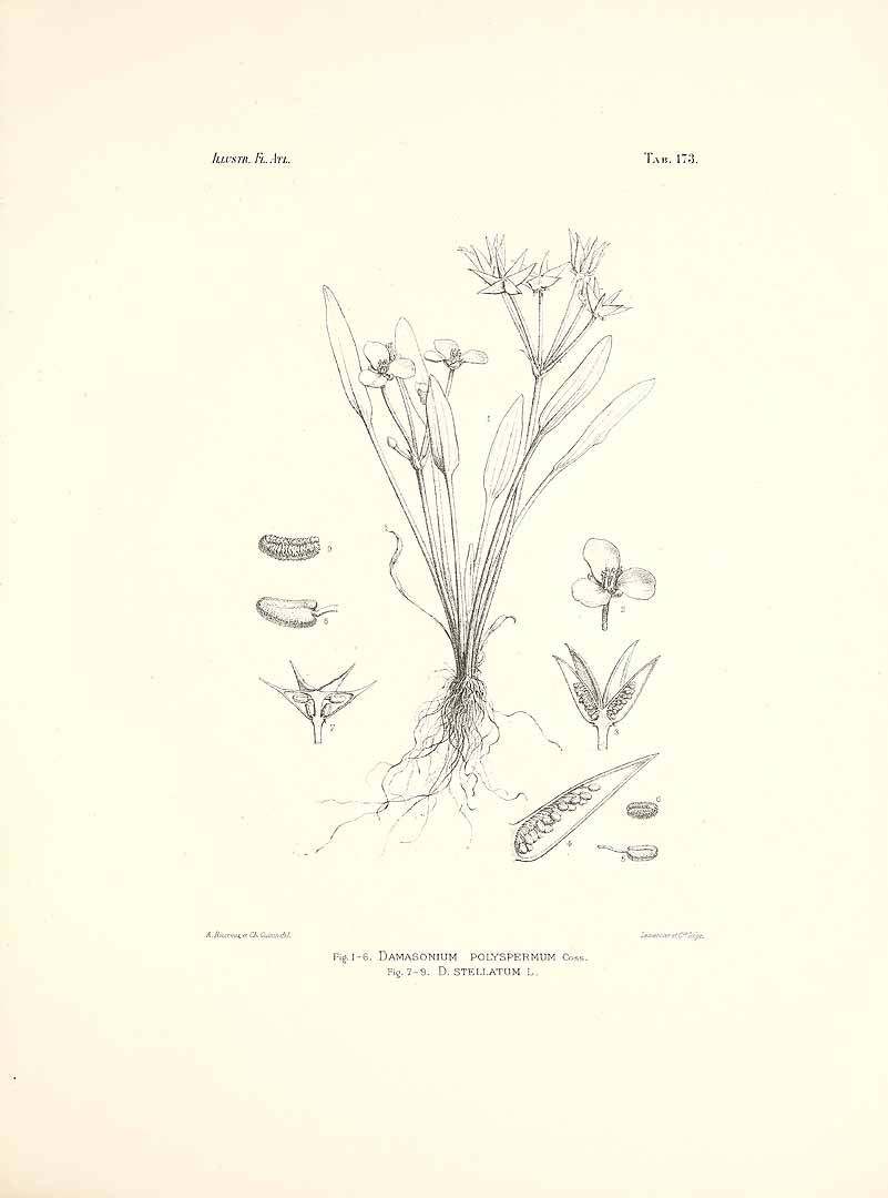 no HD illustration available (m5)