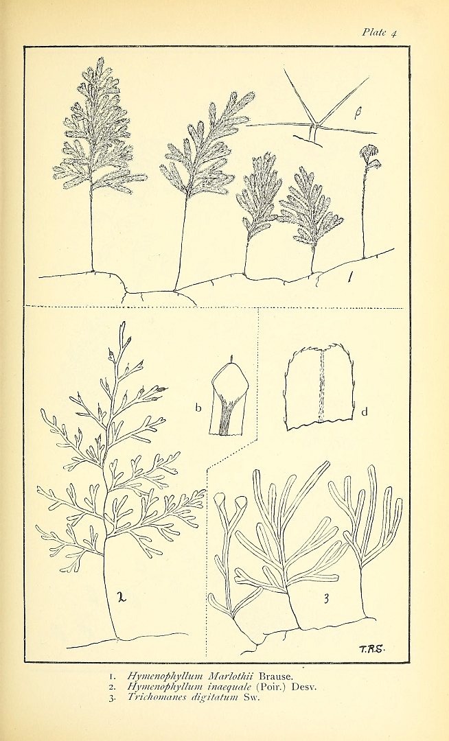 no HD illustration available (m5)