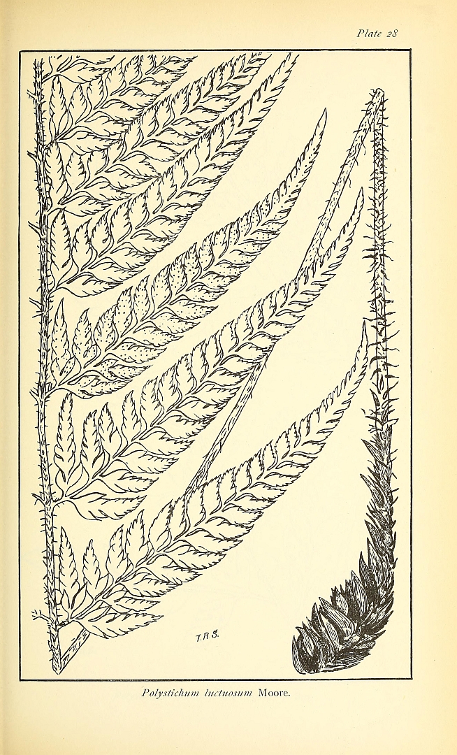 no HD illustration available (m5)