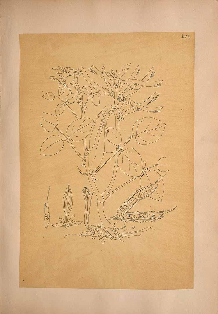no HD illustration available (m5)
