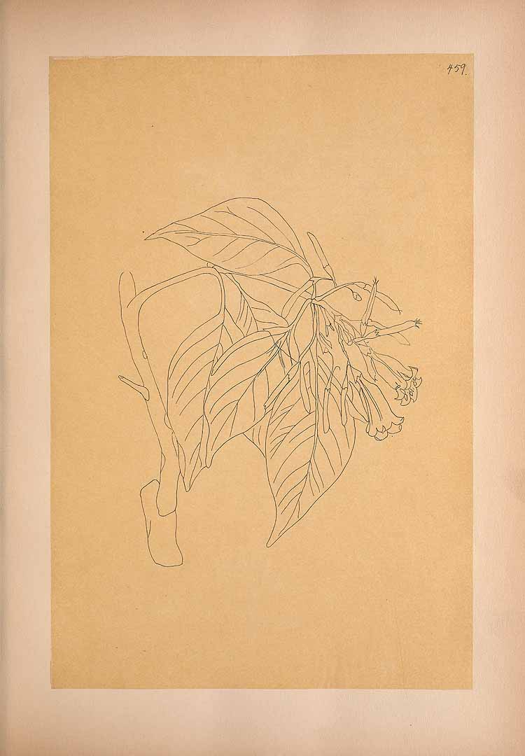 no HD illustration available (m5)