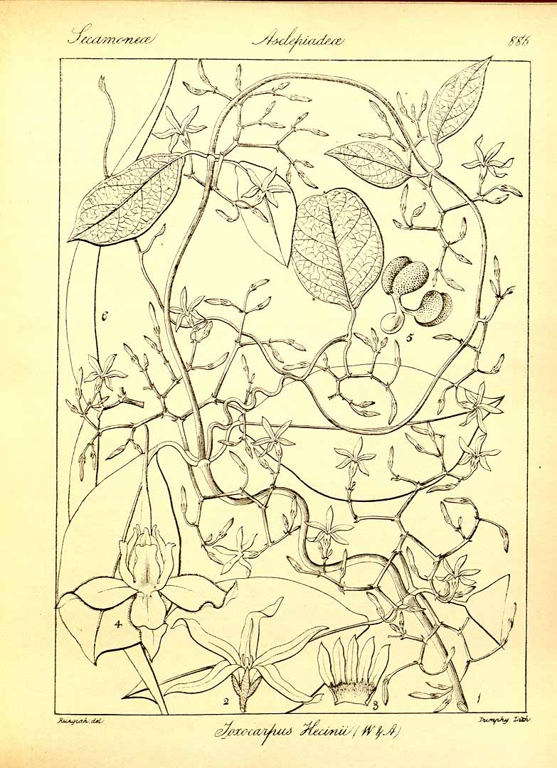 no HD illustration available (m5)