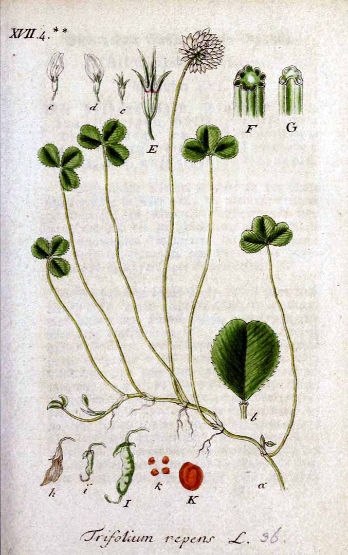 no HD illustration available (m5)