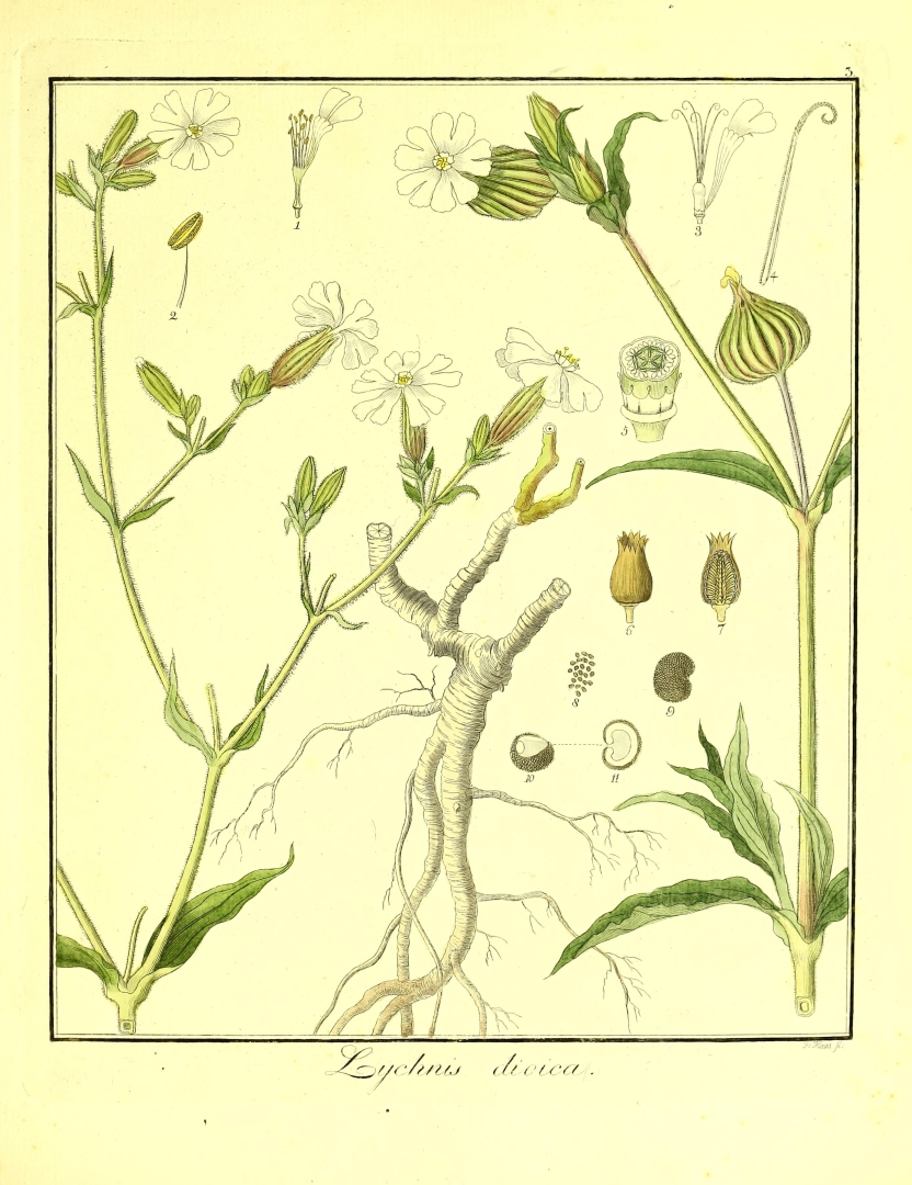no HD illustration available (m1)