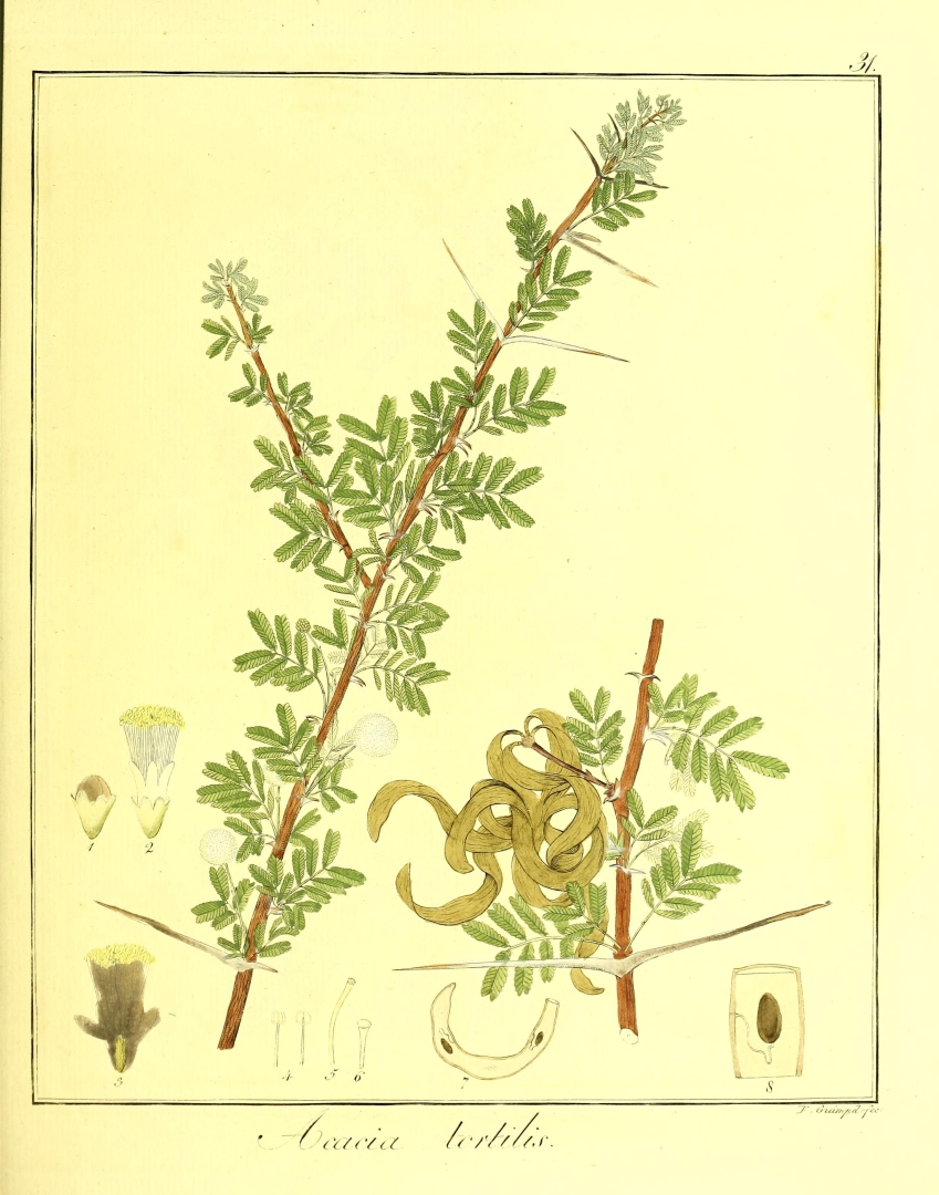 no HD illustration available (m5)