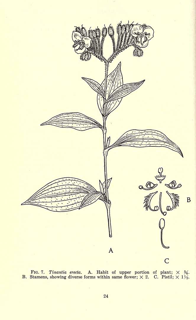 no HD illustration available (m5)
