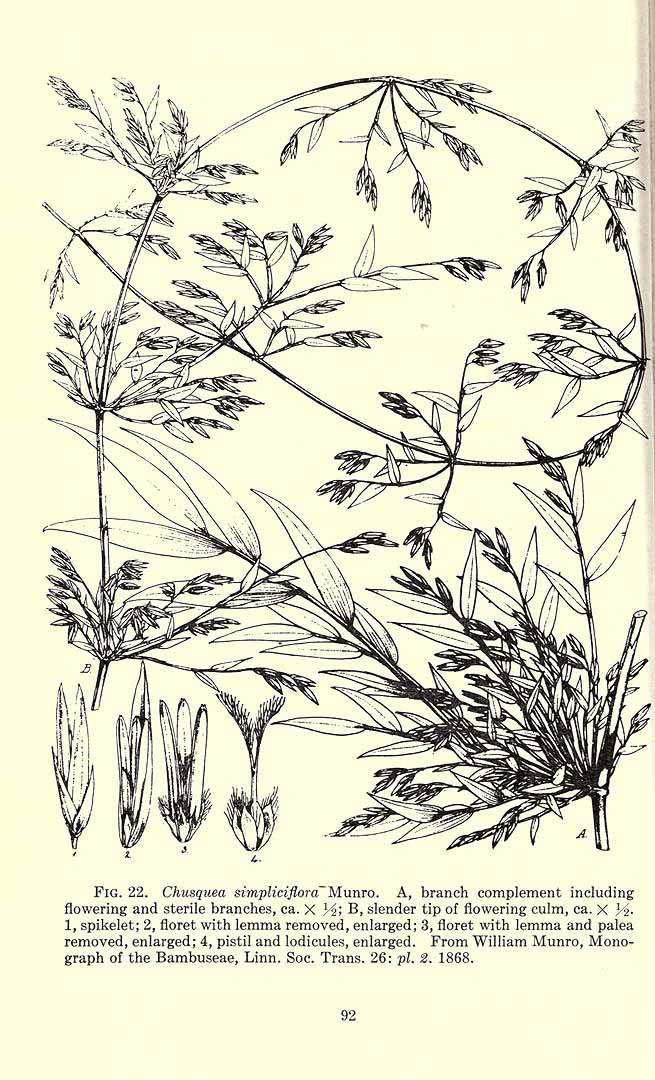 no HD illustration available (m5)