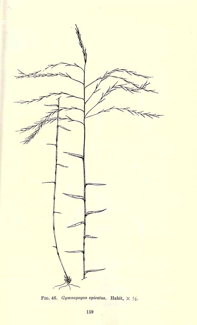 no HD illustration available (m5)