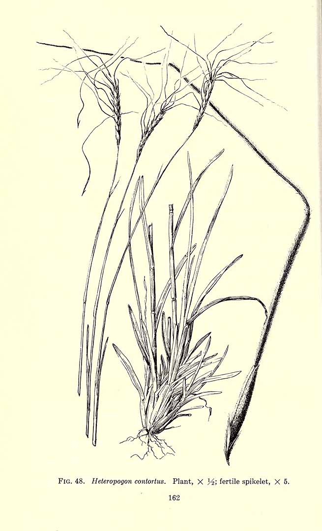 no HD illustration available (m5)