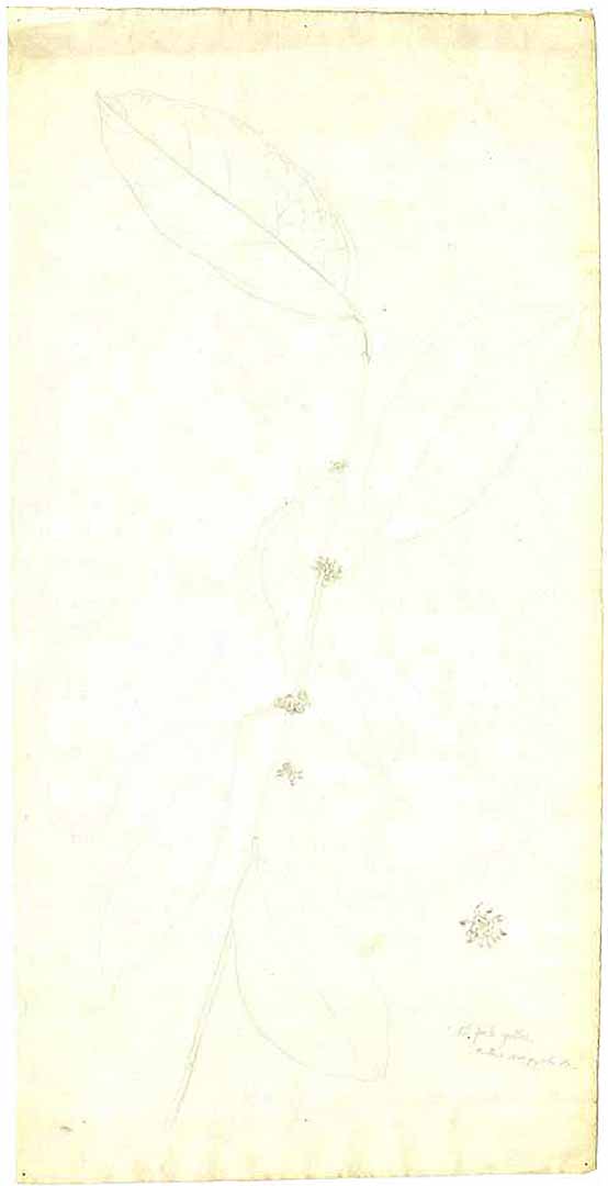 no HD illustration available (m5)