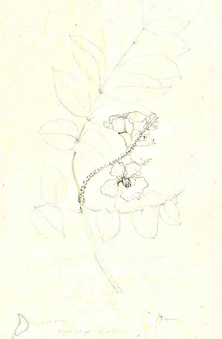 no HD illustration available (m1)