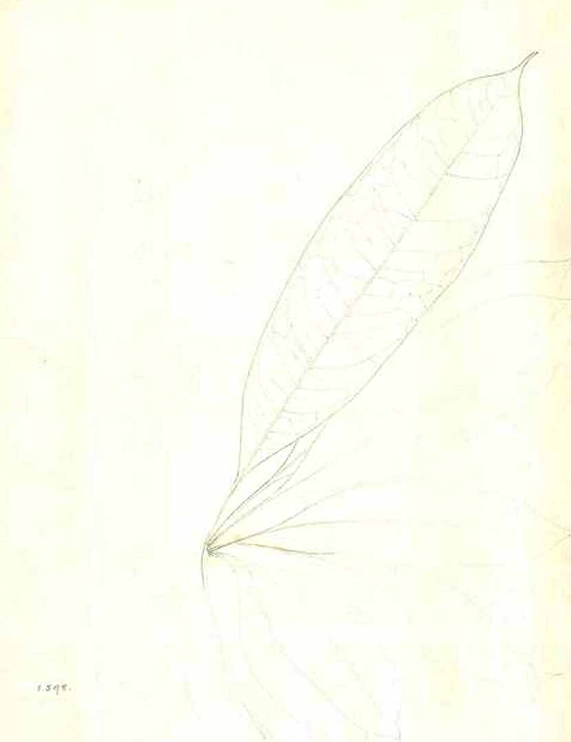 no HD illustration available (m5)