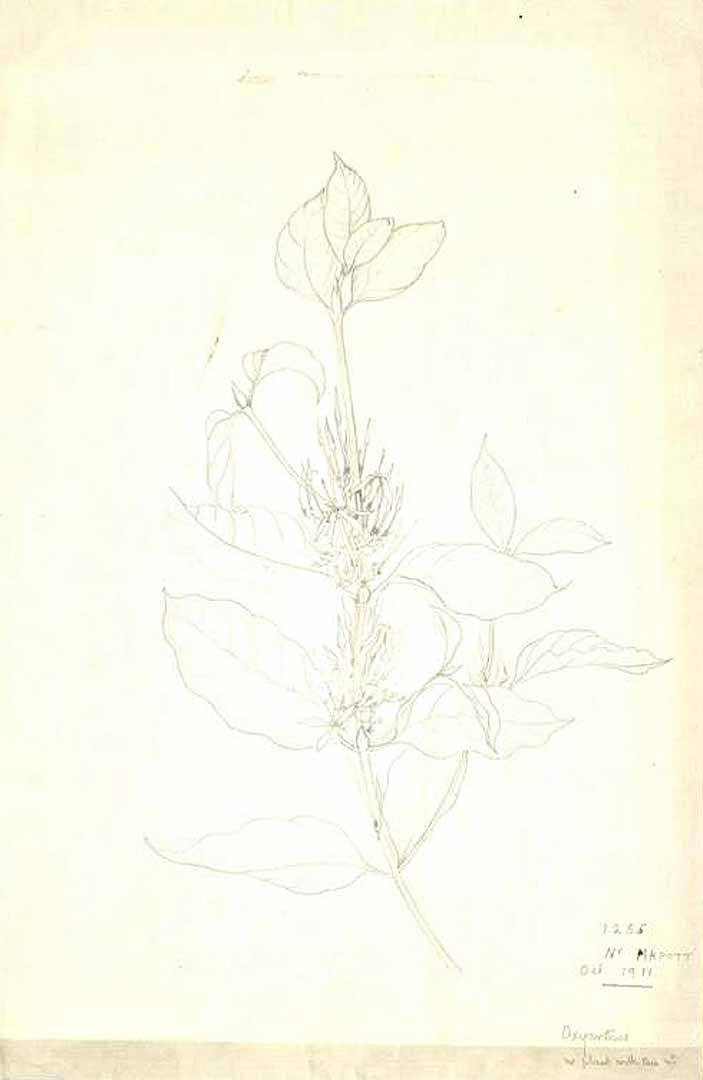 no HD illustration available (m5)