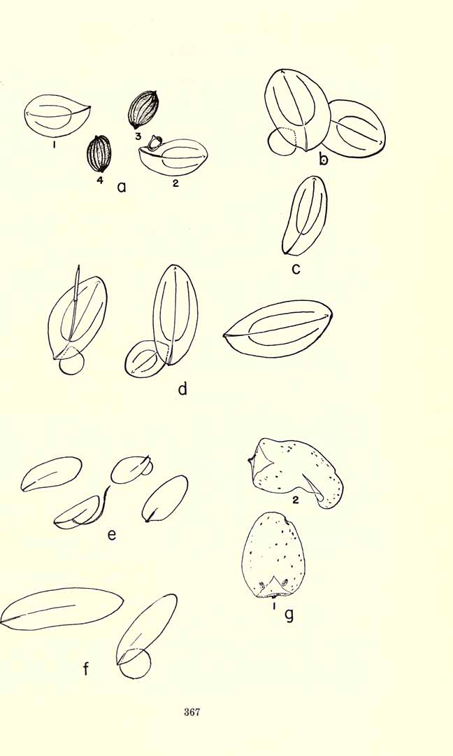 no HD illustration available (m5)