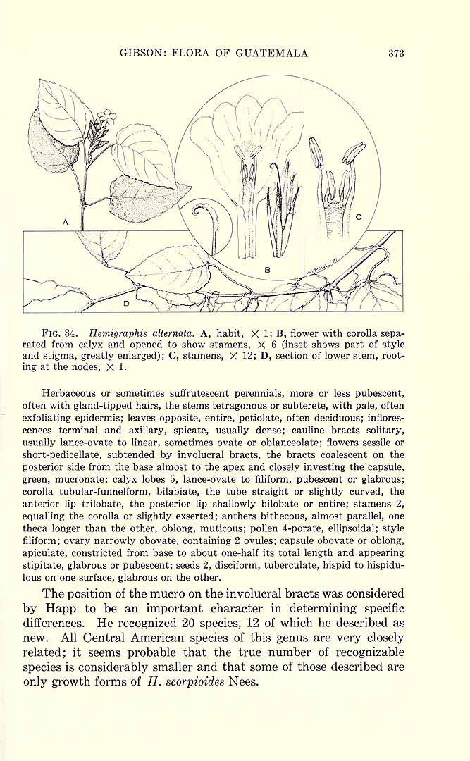 no HD illustration available (m5)