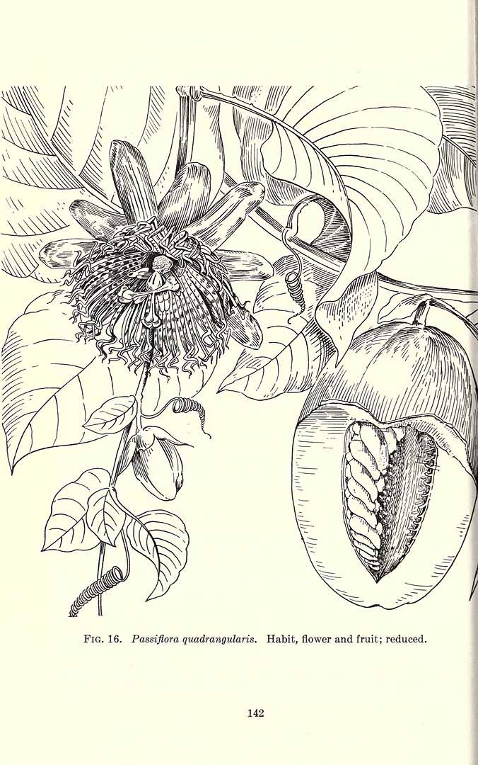no HD illustration available (m5)