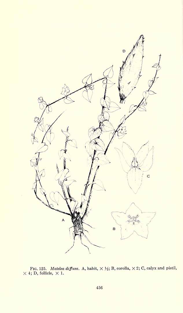 no HD illustration available (m5)