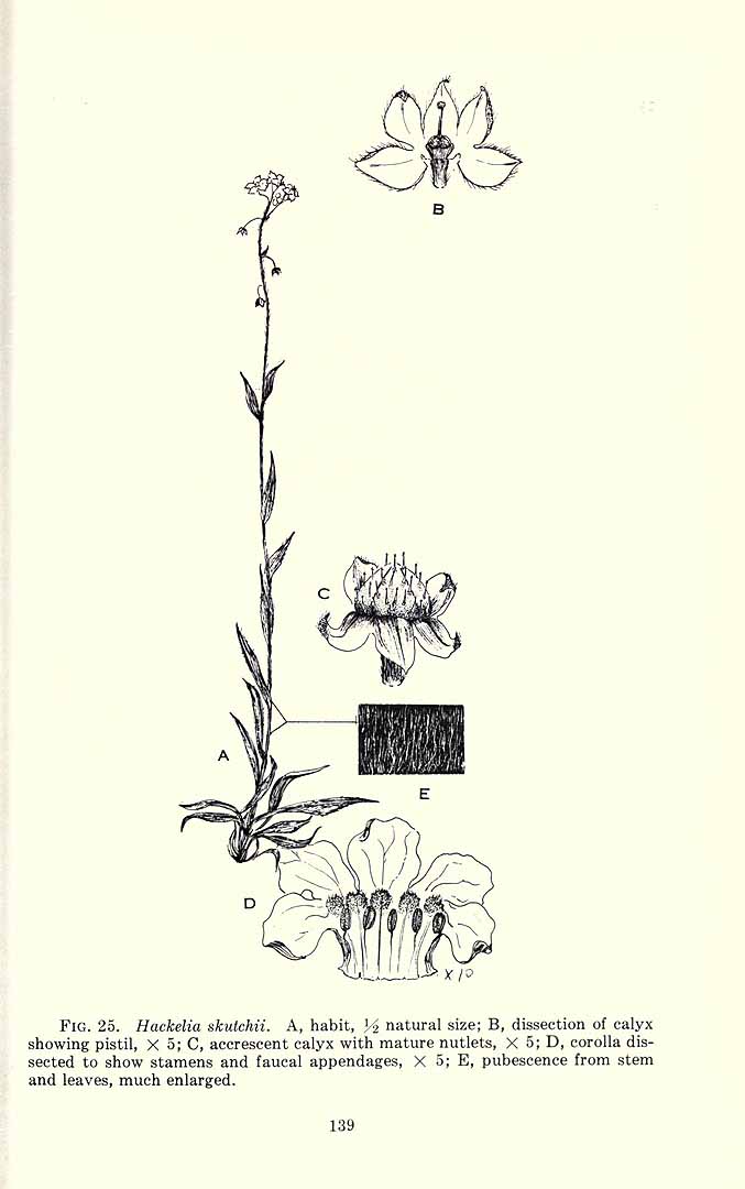 no HD illustration available (m5)