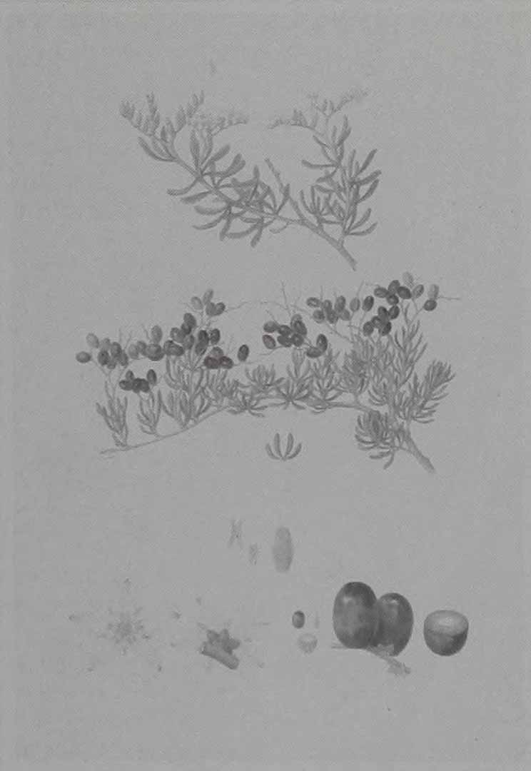 no HD illustration available (m5)