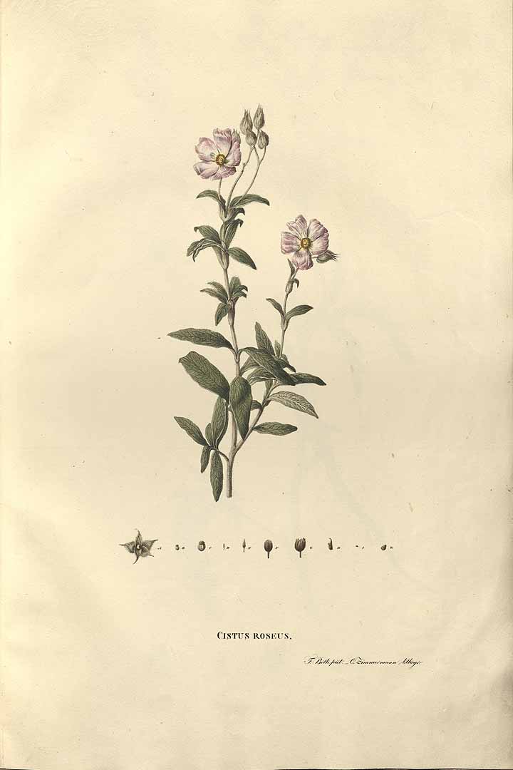 no HD illustration available (m5)