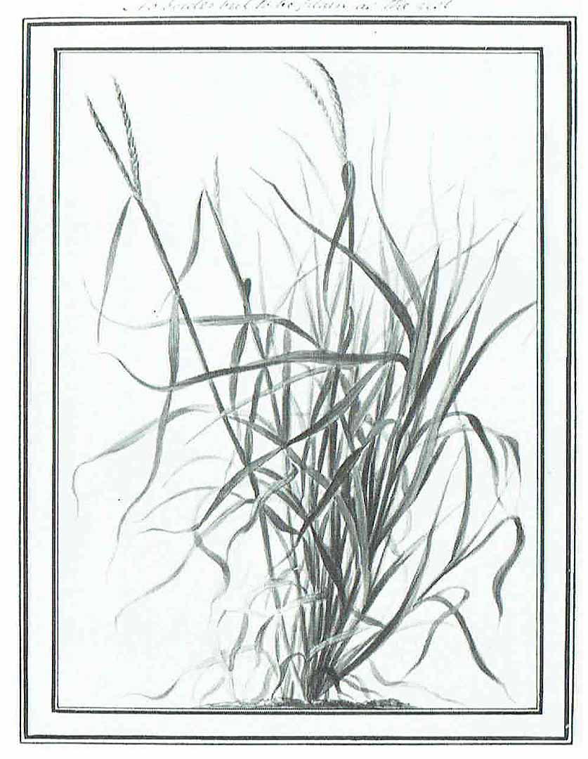 no HD illustration available (m5)