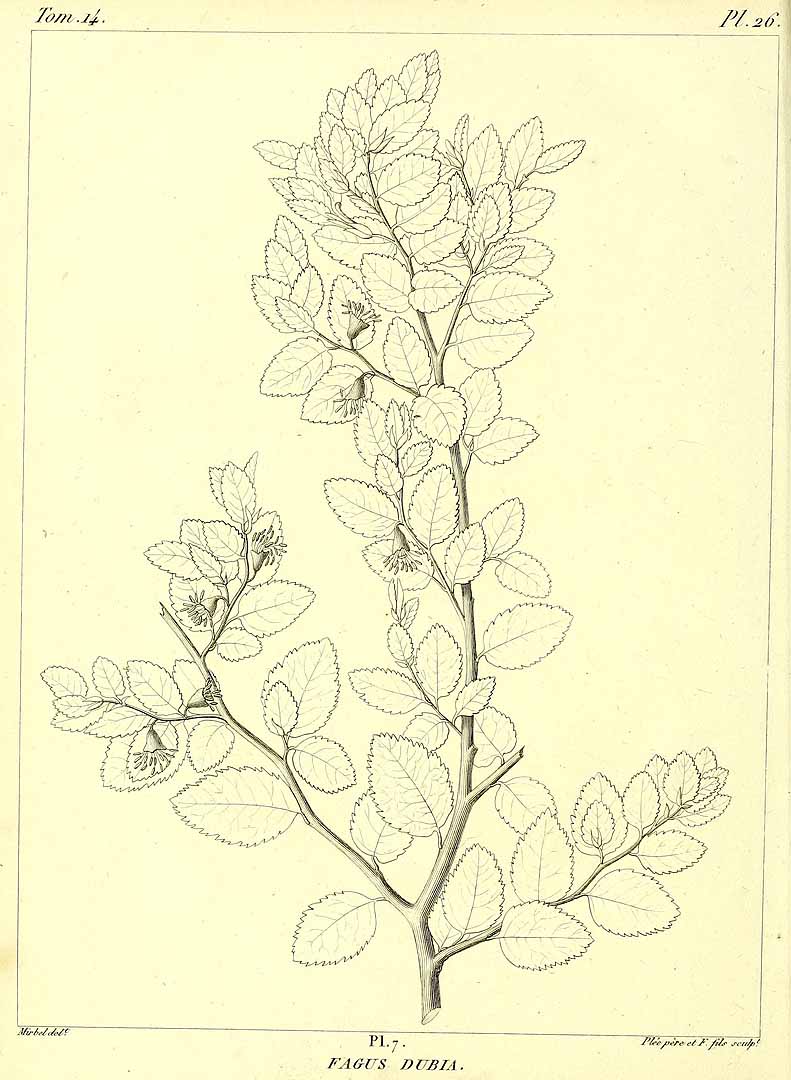 no HD illustration available (m5)
