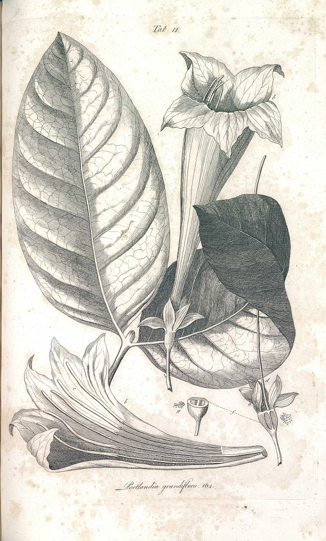 no HD illustration available (m5)