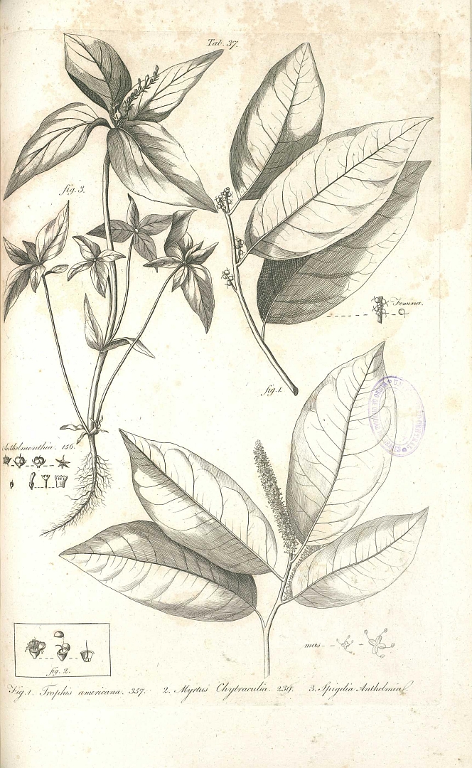 no HD illustration available (m5)