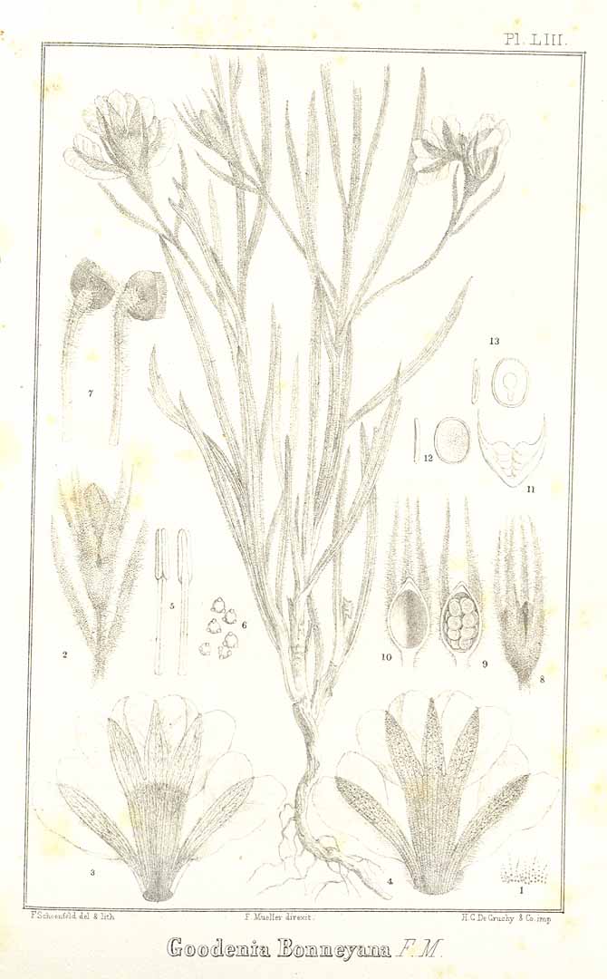 no HD illustration available (m5)