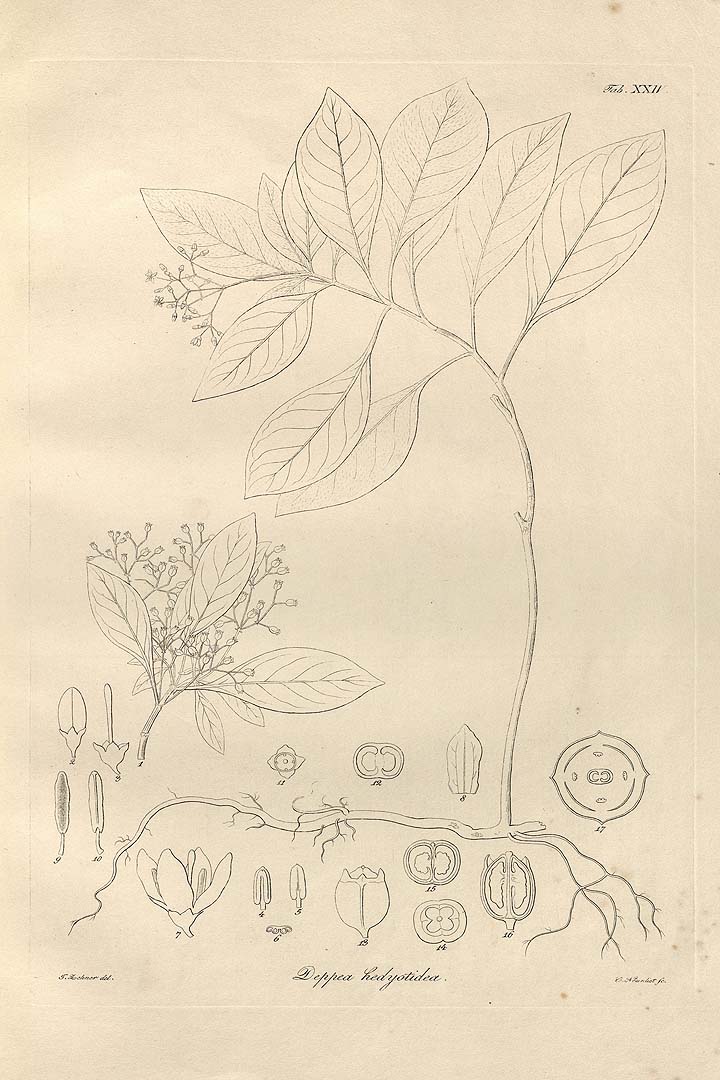 no HD illustration available (m5)