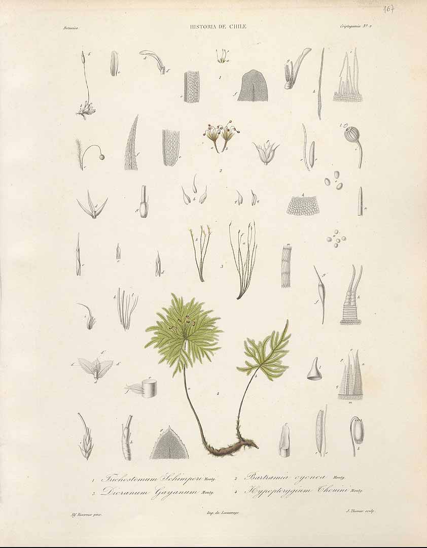 no HD illustration available (m5)