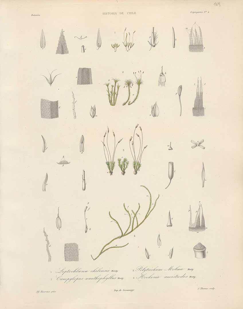 no HD illustration available (m5)