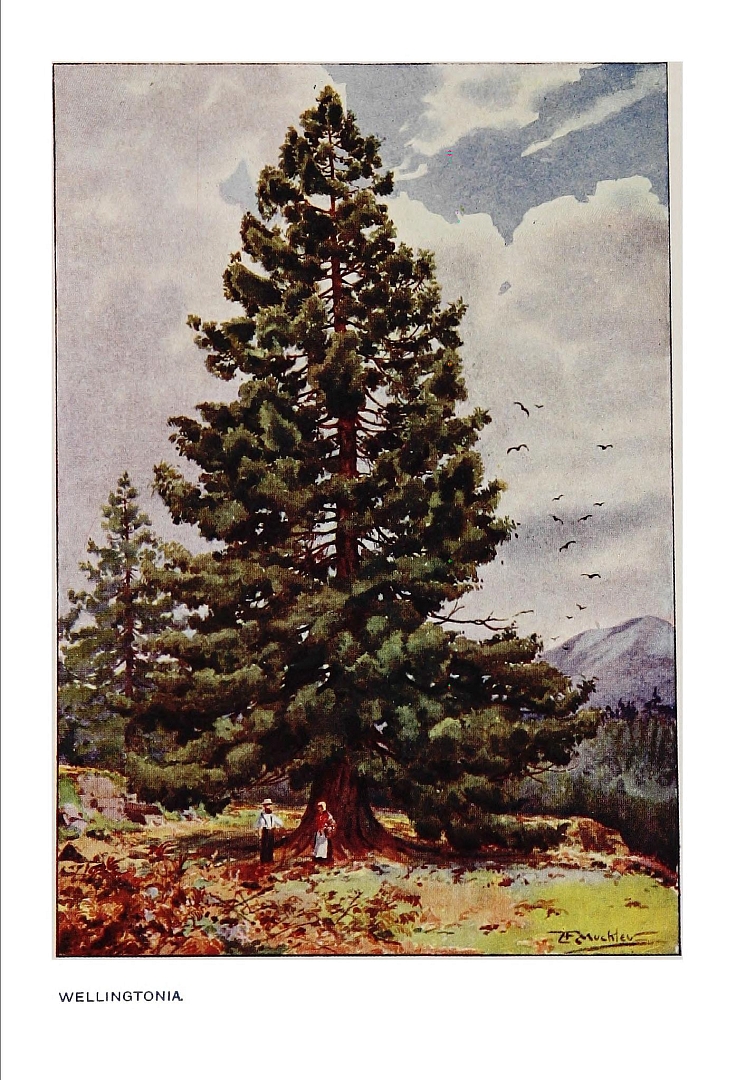 no HD illustration available (m5)
