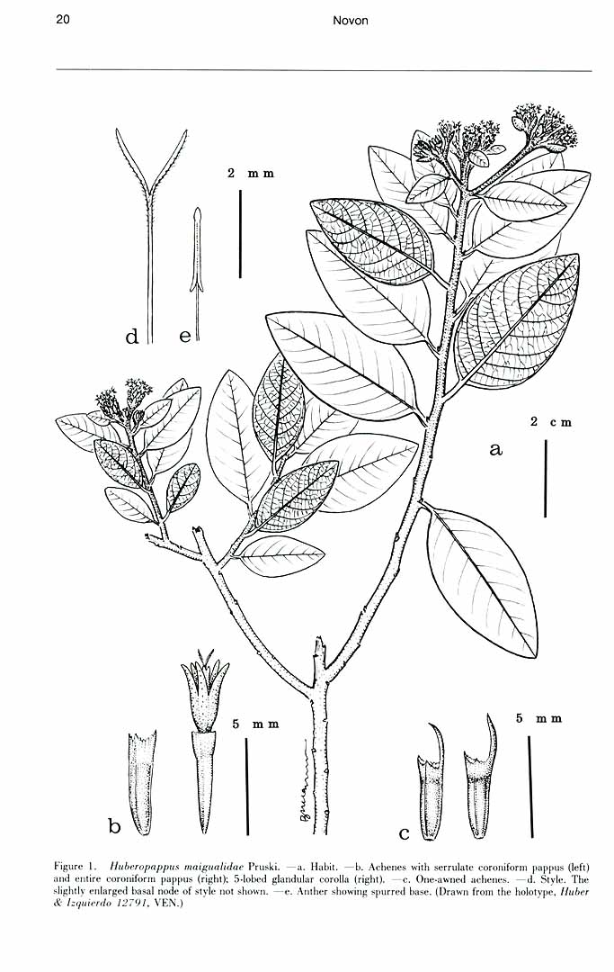 no HD illustration available (m5)