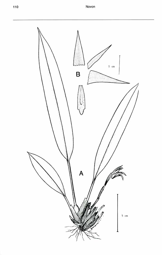 no HD illustration available (m5)
