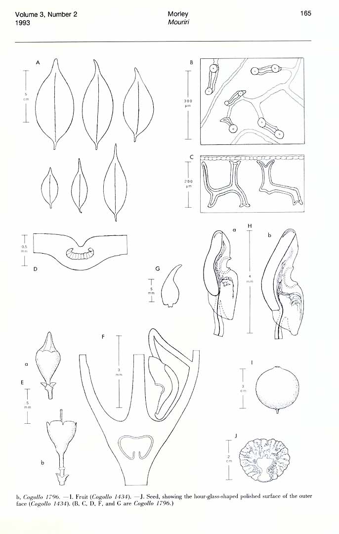 no HD illustration available (m5)