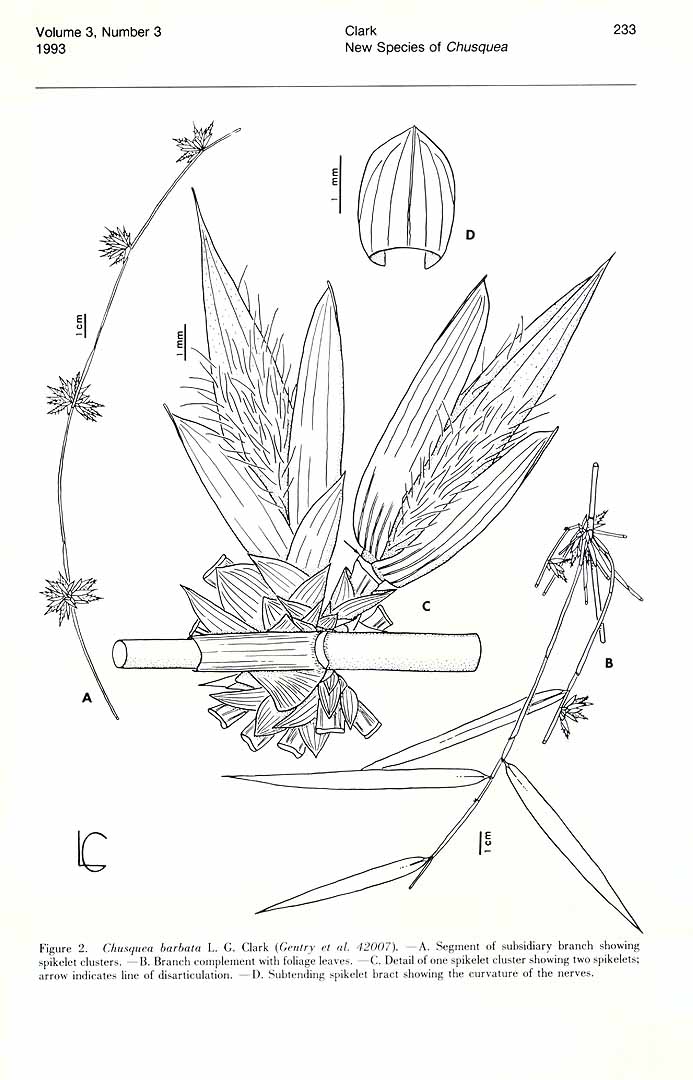 no HD illustration available (m5)