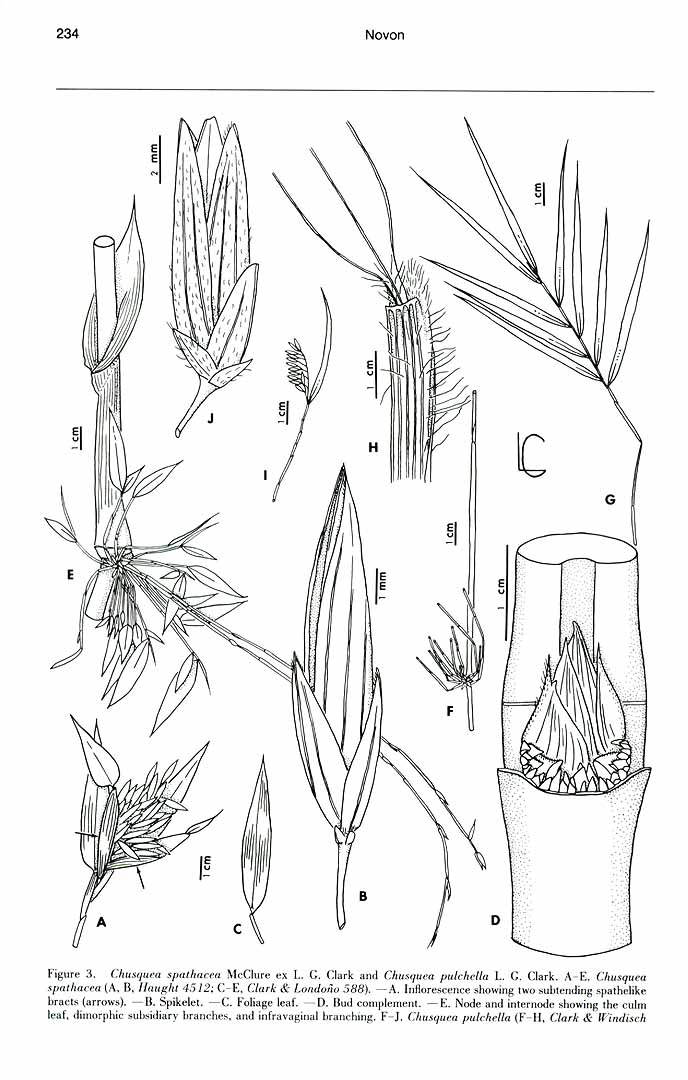 no HD illustration available (m5)