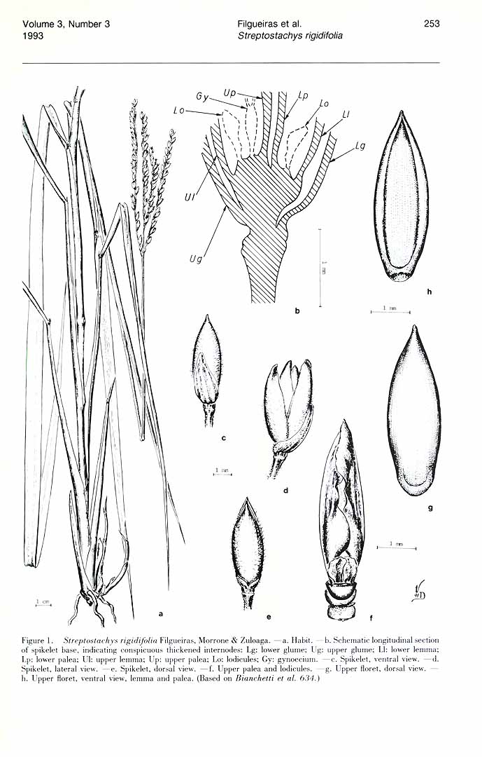 no HD illustration available (m5)