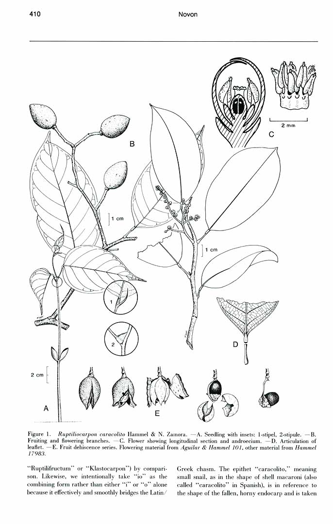 no HD illustration available (m5)
