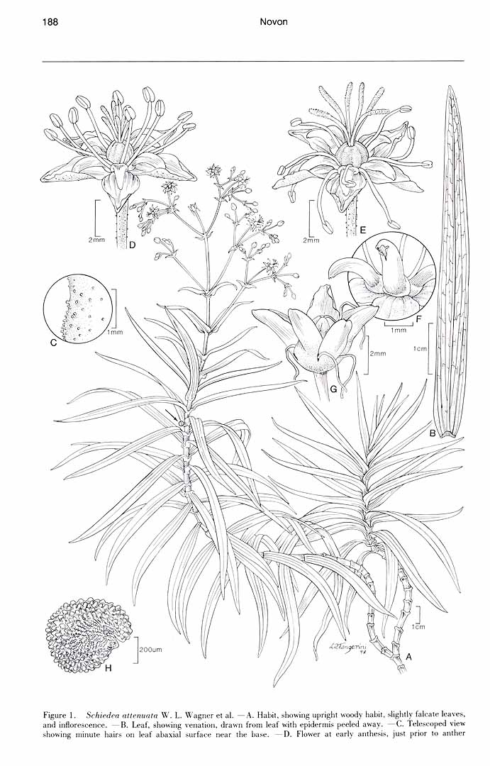 no HD illustration available (m5)