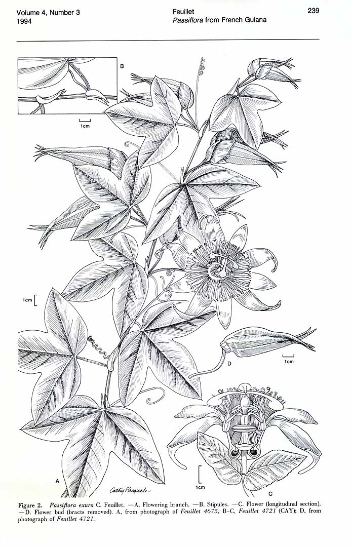 no HD illustration available (m5)