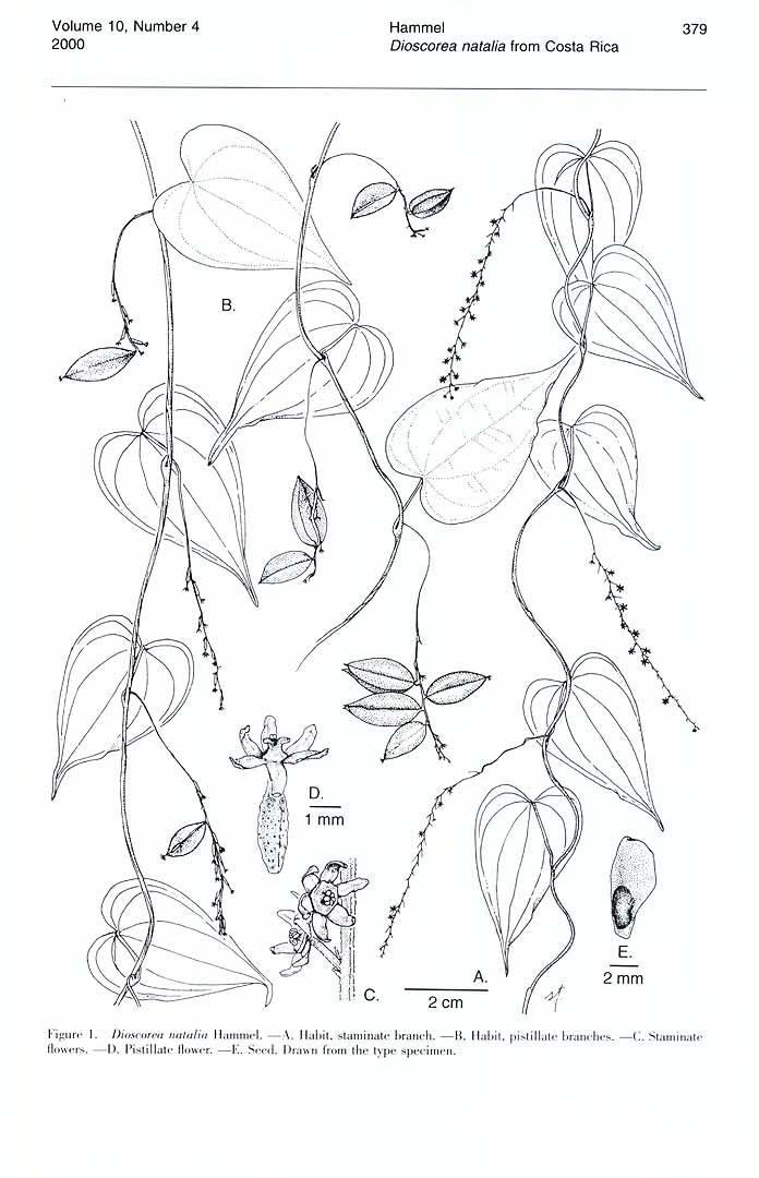 no HD illustration available (m5)