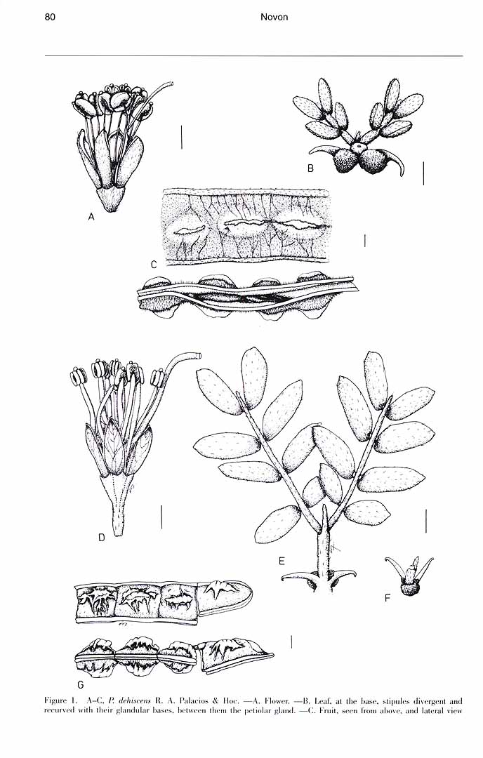 no HD illustration available (m5)