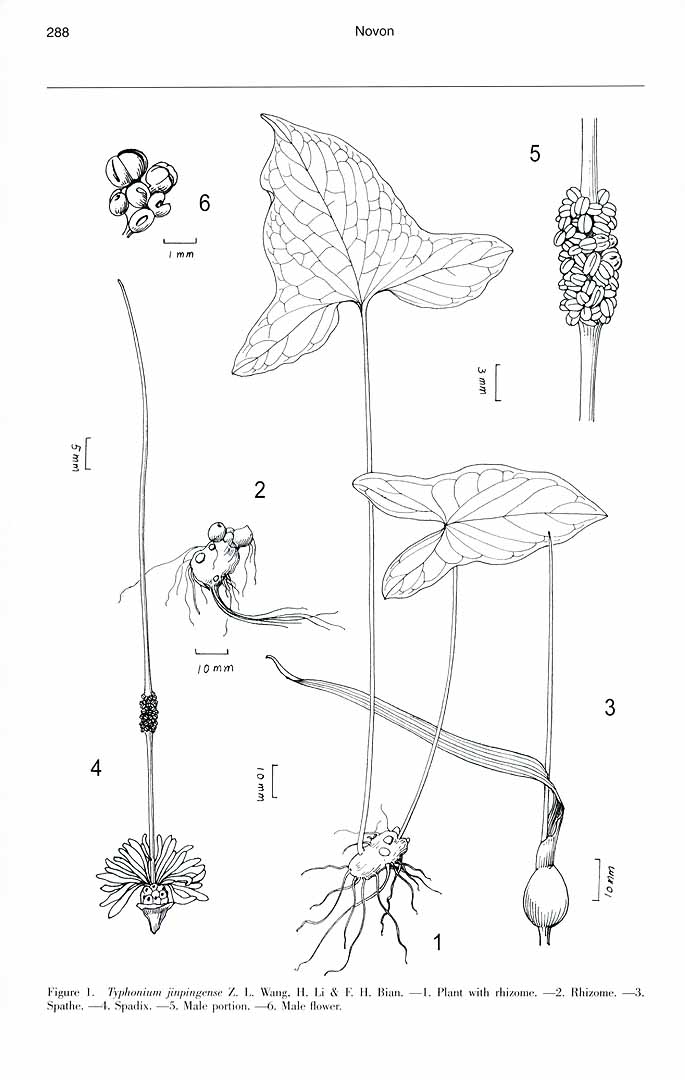 no HD illustration available (m5)